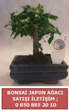 Japon aac minyar bonsai sat  zmir Bergama iek sat 