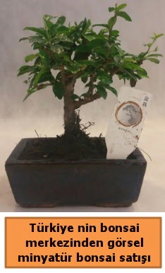 Japon aac bonsai sat ithal grsel  zmir Balova iek yolla 