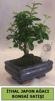 thal japon aac bonsai bitkisi sat  zmir Bayrakl ieki telefonlar 