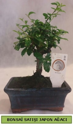 Minyatr bonsai aac sat  zmir Bayndr iek gnderme 