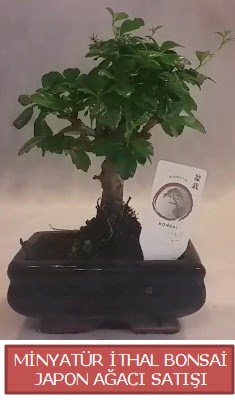 Kk grsel bonsai japon aac bitkisi  zmir Beyda iek , ieki , iekilik 
