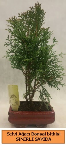 Selvi aac bonsai japon aac bitkisi  zmir Bergama iek sat 