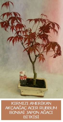 Amerikan akaaa Acer Rubrum bonsai  zmir Bornova uluslararas iek gnderme 