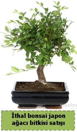 thal bonsai saks iei Japon aac sat  zmir Bornova nternetten iek siparii 