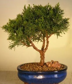 Servi am bonsai japon aac bitkisi  zmir Balova iek yolla 