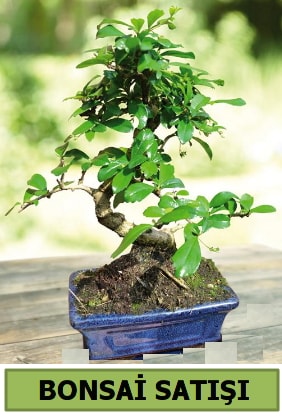 am bonsai japon aac sat  zmir Bergama iek sat 