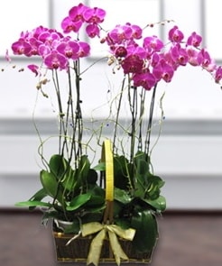 7 dall mor lila orkide  zmir Aliaa iek gnderme sitemiz gvenlidir 