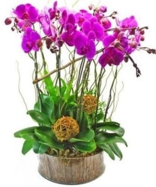 Ahap ktkte lila mor orkide 8 li  zmir ili internetten iek sat 