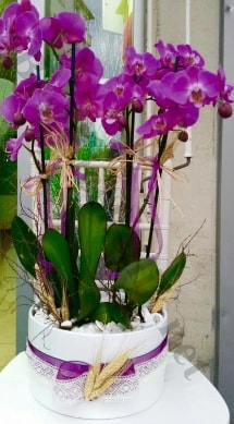 Seramik vazoda 4 dall mor lila orkide  zmir Gaziemir online iek gnderme sipari 