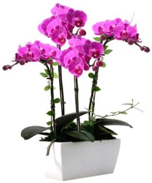 Seramik vazo ierisinde 4 dall mor orkide  zmir Bergama iek sat 