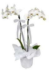 2 dall beyaz orkide  zmir Konak gvenli kaliteli hzl iek 