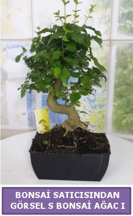 S dal erilii bonsai japon aac  zmir Bergama iek sat 