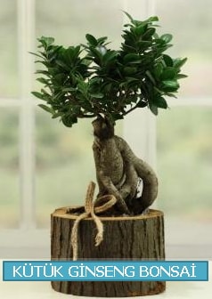 Ktk aa ierisinde ginseng bonsai  zmir Aliaa iek gnderme sitemiz gvenlidir 