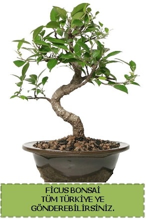 Ficus bonsai  zmir Aliaa iek gnderme sitemiz gvenlidir 