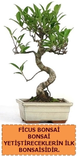 Ficus bonsai 15 ile 25 cm arasndadr  zmir Balova iek yolla 