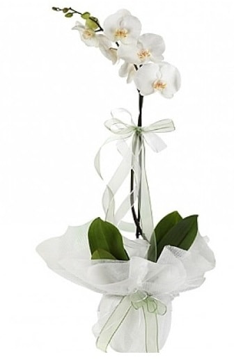 Tekli Beyaz Orkide  zmir Buca hediye iek yolla 