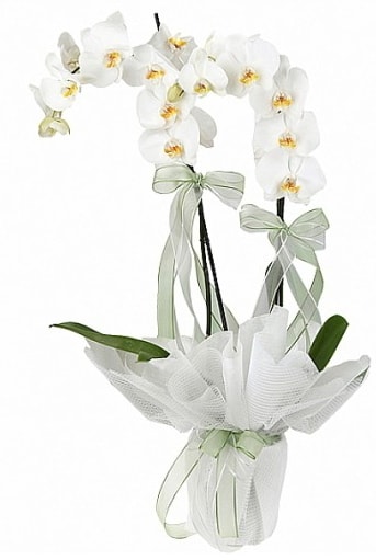 ift Dall Beyaz Orkide  zmir Karyaka anneler gn iek yolla 