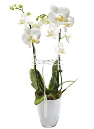 2 dall beyaz seramik beyaz orkide sakss  zmir Aliaa iek gnderme sitemiz gvenlidir 