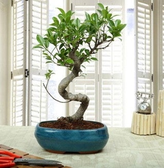 Amazing Bonsai Ficus S thal  zmir Bornova internetten iek siparii 