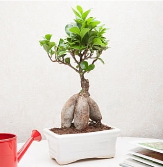 Exotic Ficus Bonsai ginseng  zmir Knk iek servisi , ieki adresleri 