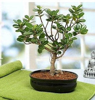 Lovely Ficus Iceland Bonsai  zmir Karyaka anneler gn iek yolla 