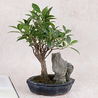 Japon aac Evergreen Ficus Bonsai  zmir Aliaa iek gnderme sitemiz gvenlidir 