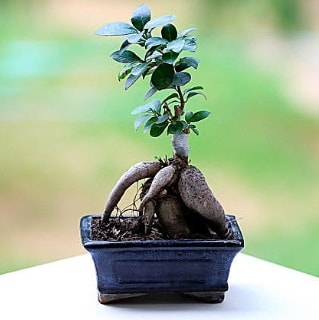 Marvellous Ficus Microcarpa ginseng bonsai  zmir Foa iek siparii vermek 