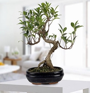 Gorgeous Ficus S shaped japon bonsai  zmir Menderes yurtii ve yurtd iek siparii 
