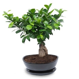 Ginseng bonsai aac zel ithal rn  zmir ili internetten iek sat 