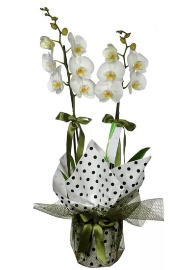 ift Dall Beyaz Orkide  zmir Karaburun 14 ubat sevgililer gn iek 