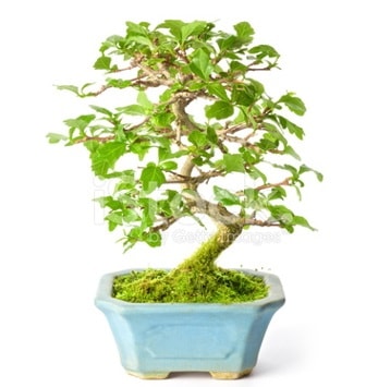 S zerkova bonsai ksa sreliine  zmir Bornova nternetten iek siparii 