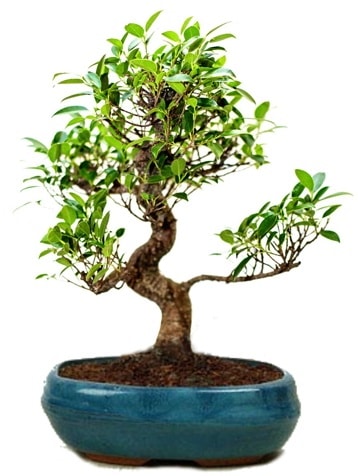 25 cm ile 30 cm aralnda Ficus S bonsai  zmir Aliaa iek gnderme sitemiz gvenlidir 
