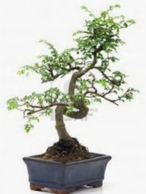 S gvde bonsai minyatr aa japon aac  zmir Bergama iek sat 