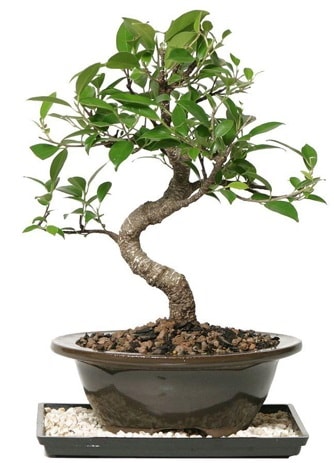 Altn kalite Ficus S bonsai  zmir Bayrakl ieki telefonlar  Sper Kalite