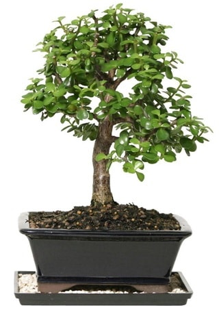 15 cm civar Zerkova bonsai bitkisi  zmir Bornova iek siparii sitesi 
