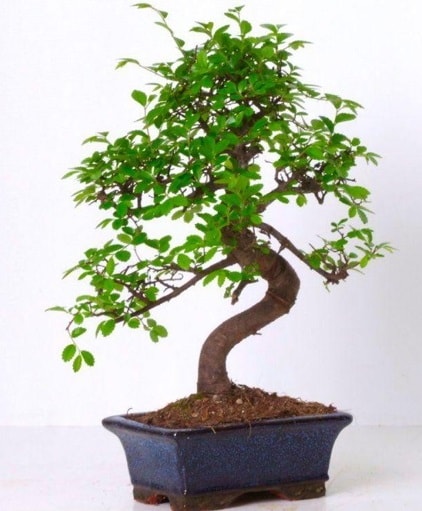 S gvdeli bonsai minyatr aa japon aac  zmir Aliaa iek gnderme sitemiz gvenlidir 