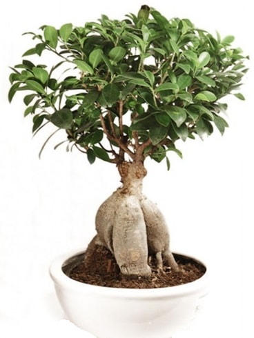 Ginseng bonsai japon aac ficus ginseng  zmir Bornova nternetten iek siparii 
